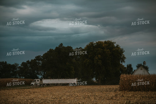 Corn Harvest 6698