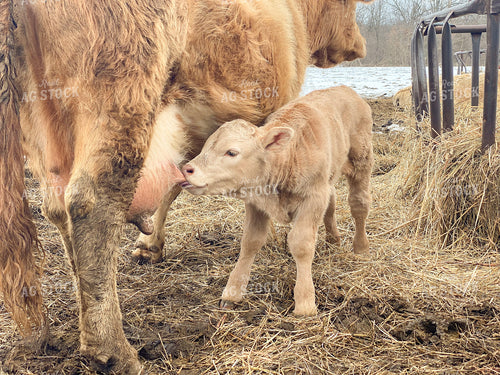 Suckling Calf 179002