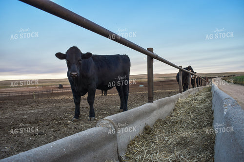 Feedlot Bunks 56048