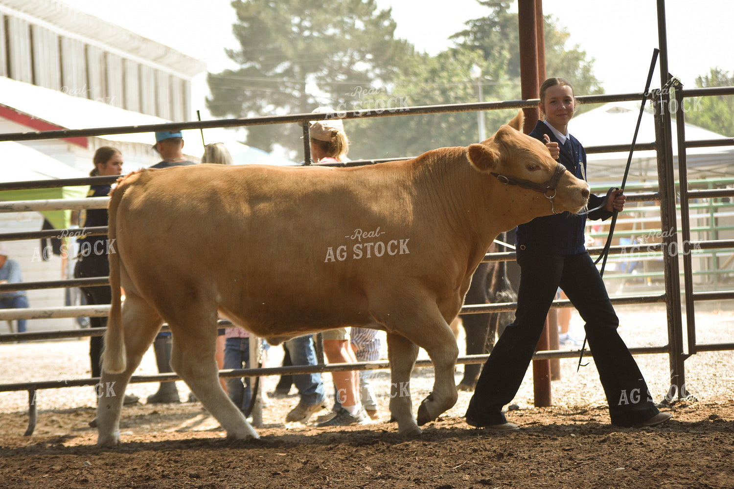 FFA Member Showing Cattle 263004