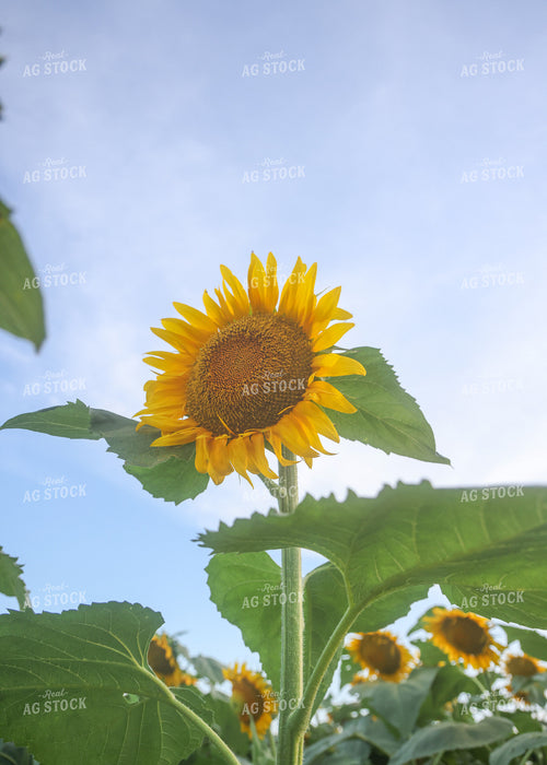 Sunflowers 160150