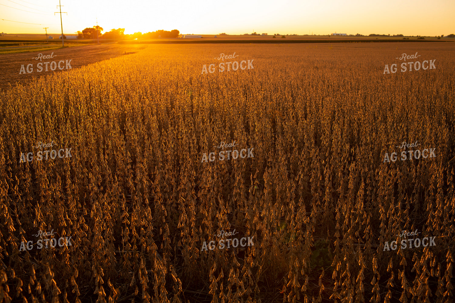 Soybeans - Dry 2473