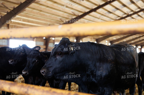 Beef on Dairy 295059
