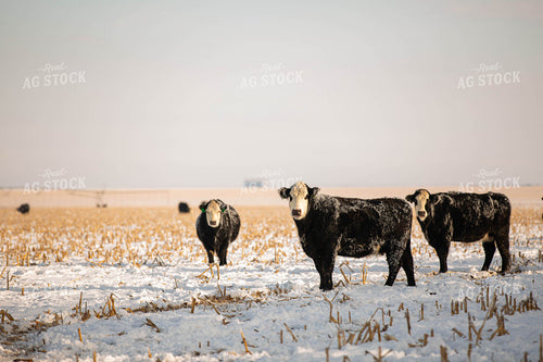 Black Baldy Cattle in Snow 303010