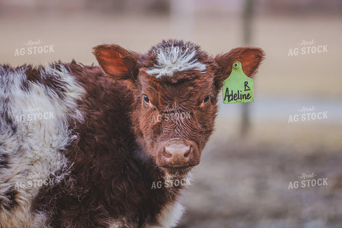 Shorthorn Calf 160499