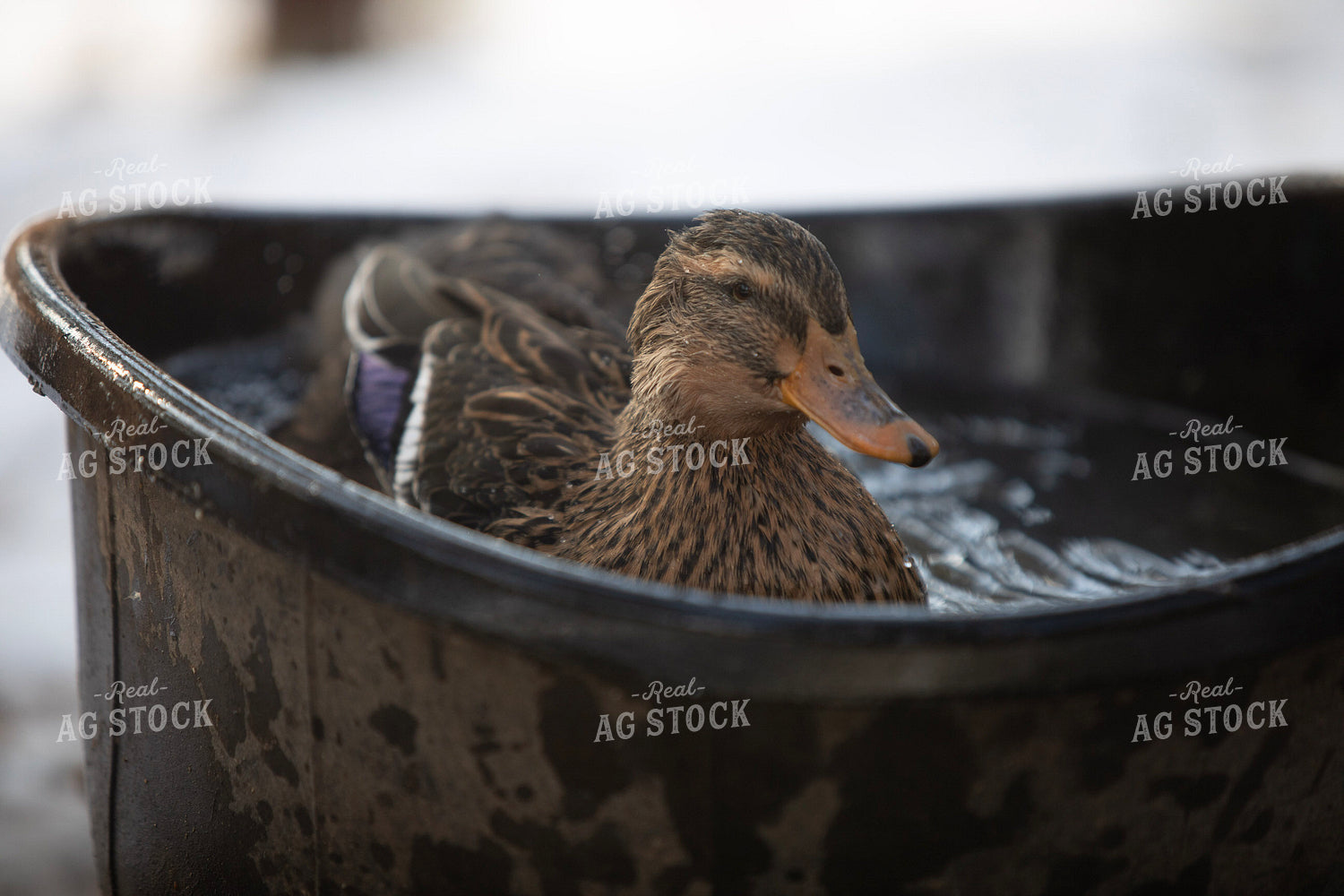 Ducks in Water 117461