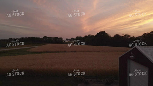 Cereal Rye Cover Crop Drone 6059