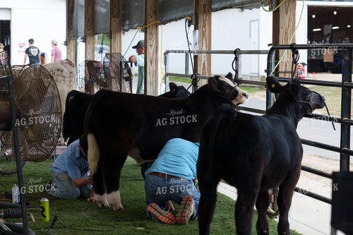 Clipping Cattle 52923