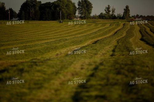 Cutting Hay 4928
