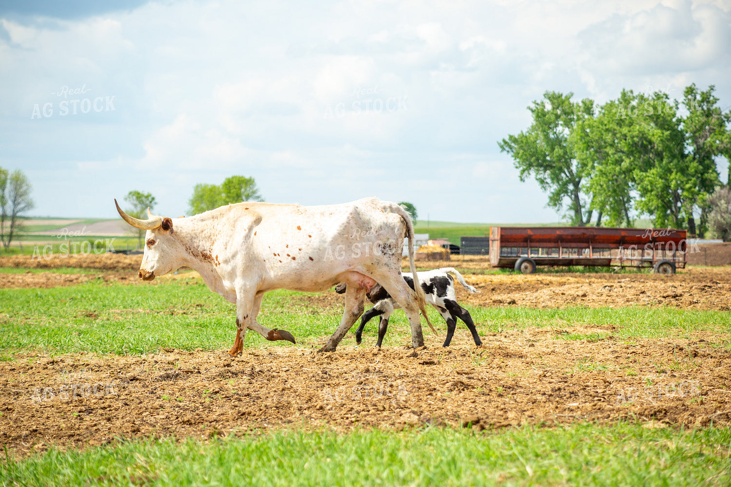 Longhorn Cow Calf Pair 155512