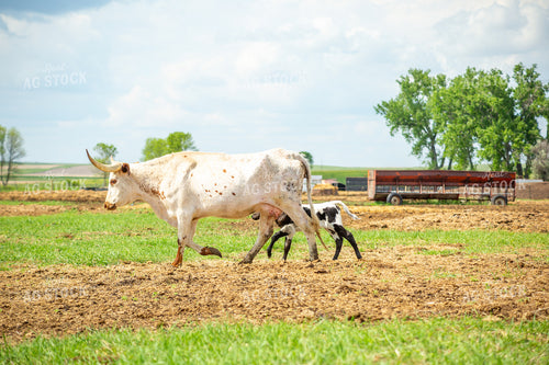 Longhorn Cow Calf Pair 155512
