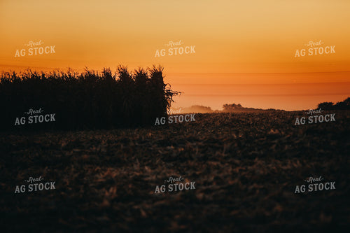 Corn Field at Sunset 5254