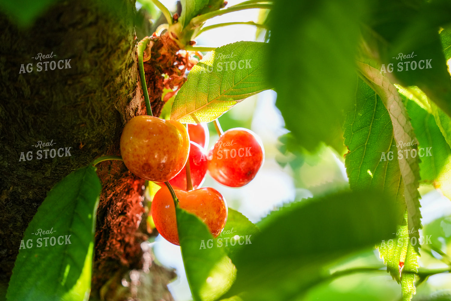 Cherries 65780