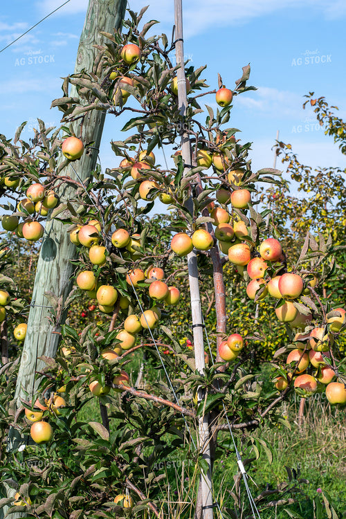 Apple Orchard 50424