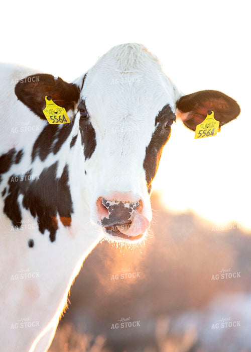 Dairy Cow in Snow 55044