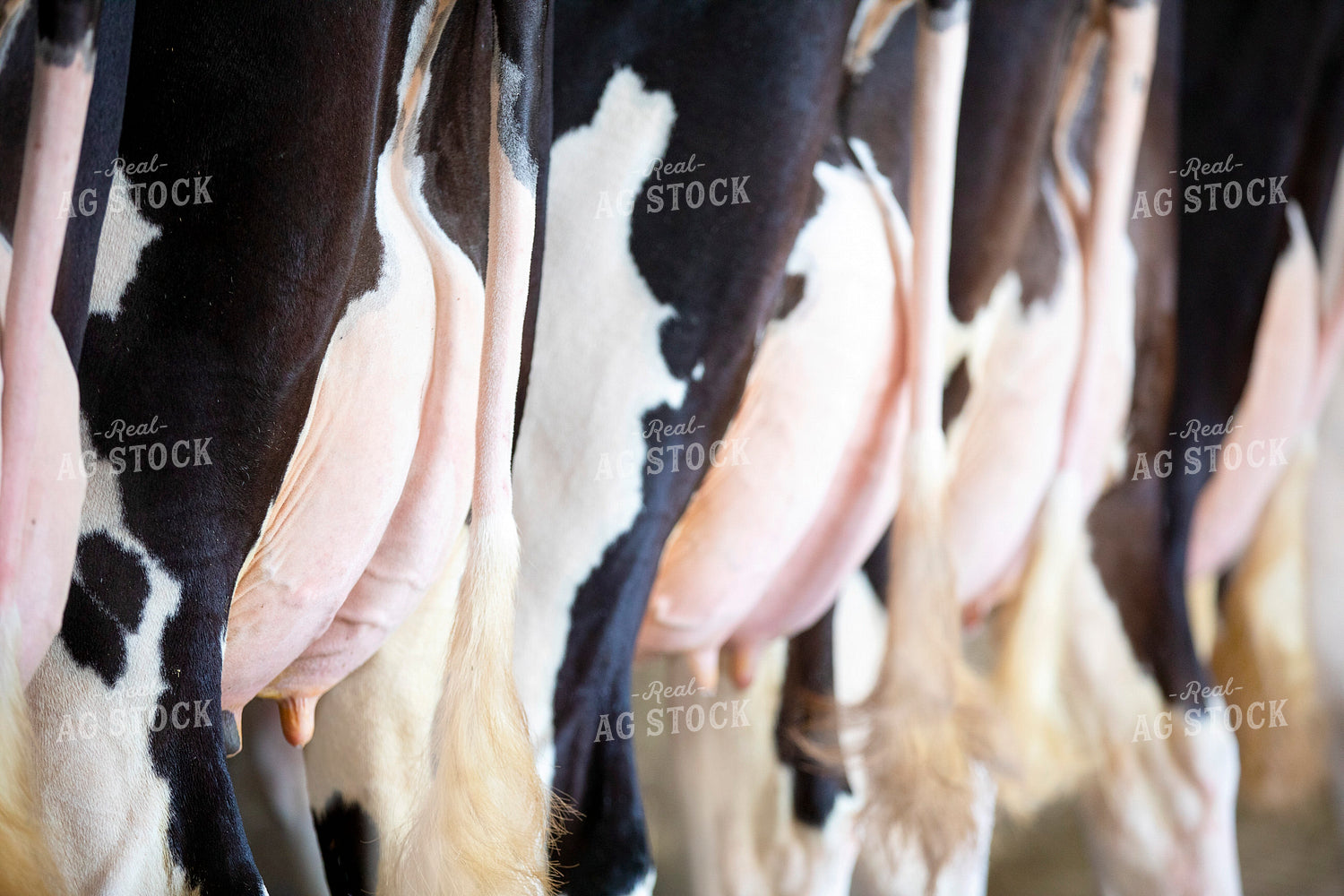 Holstein Udders 55215