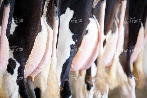 Holstein Udders 55215