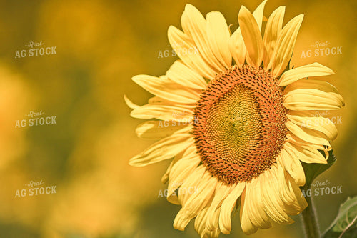Sunflower 158002