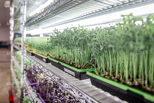 Microgreens 270436