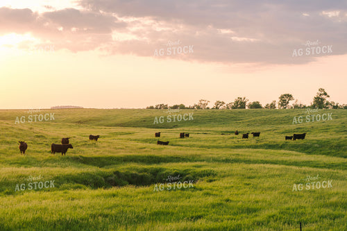 Black Angus Cattle on Pasture 68263
