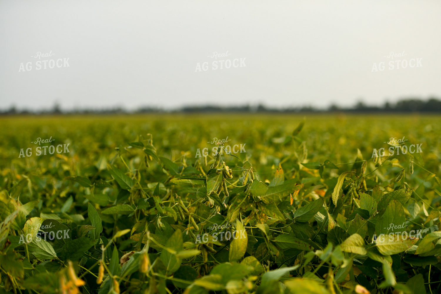 Midseason Soybean Field 191265
