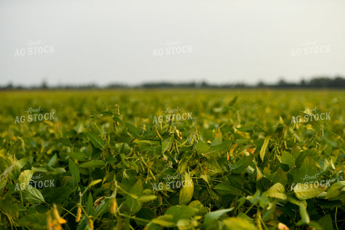 Midseason Soybean Field 191265