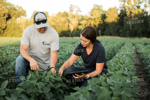 Agronomist and Farmer Scouting Soybean Field 6108