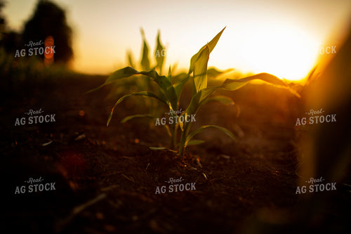 Early Growth Corn 6333