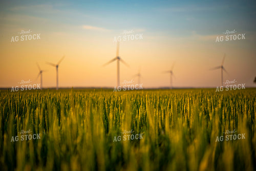 Growing Wheat Field at Sunset with Wind Turbines in Background 136024