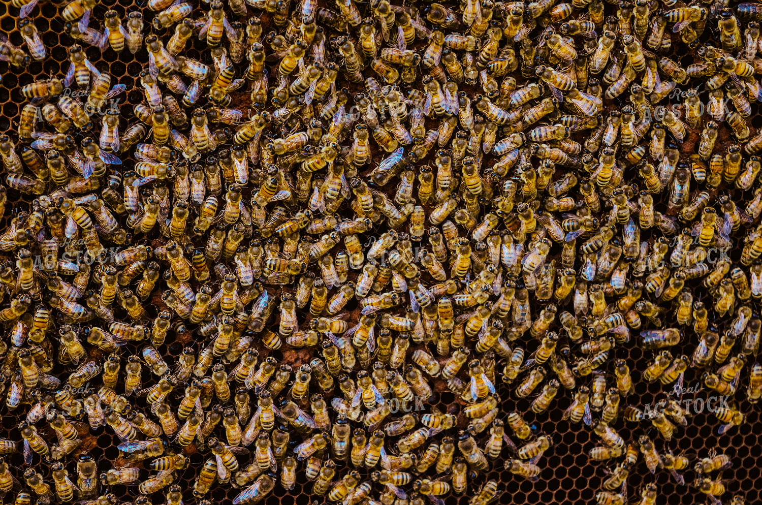 honey bees on Box 125042