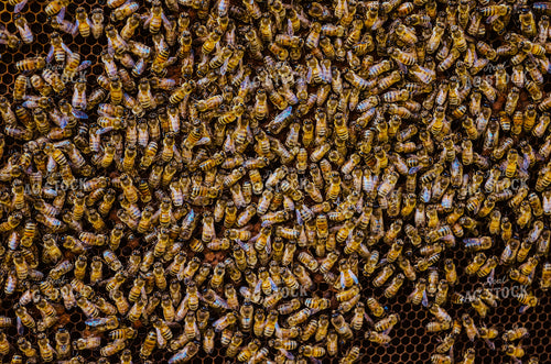 honey bees on Box 125042