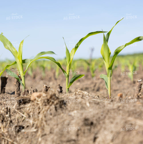 Early Growth Corn 79623