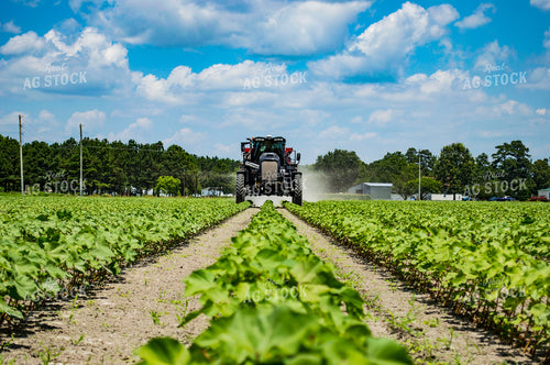Spreading Dry Fertilizer in Cotton Field 136193