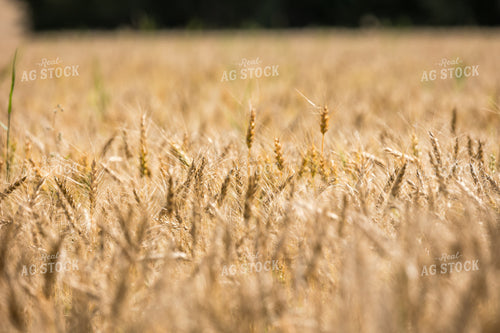 Barley 138086