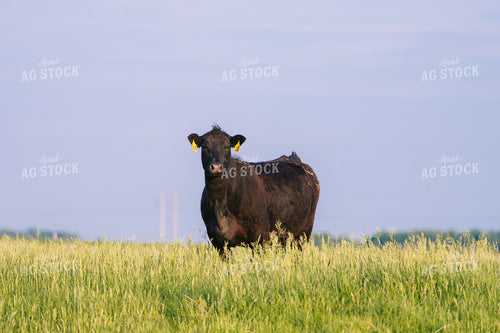 Black Angus Cattle on Pasture 68246