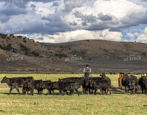 Cowboy Herding Cattle 290007