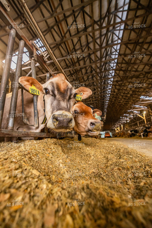 Jersey Cows Eating in Freestall Barn 270259
