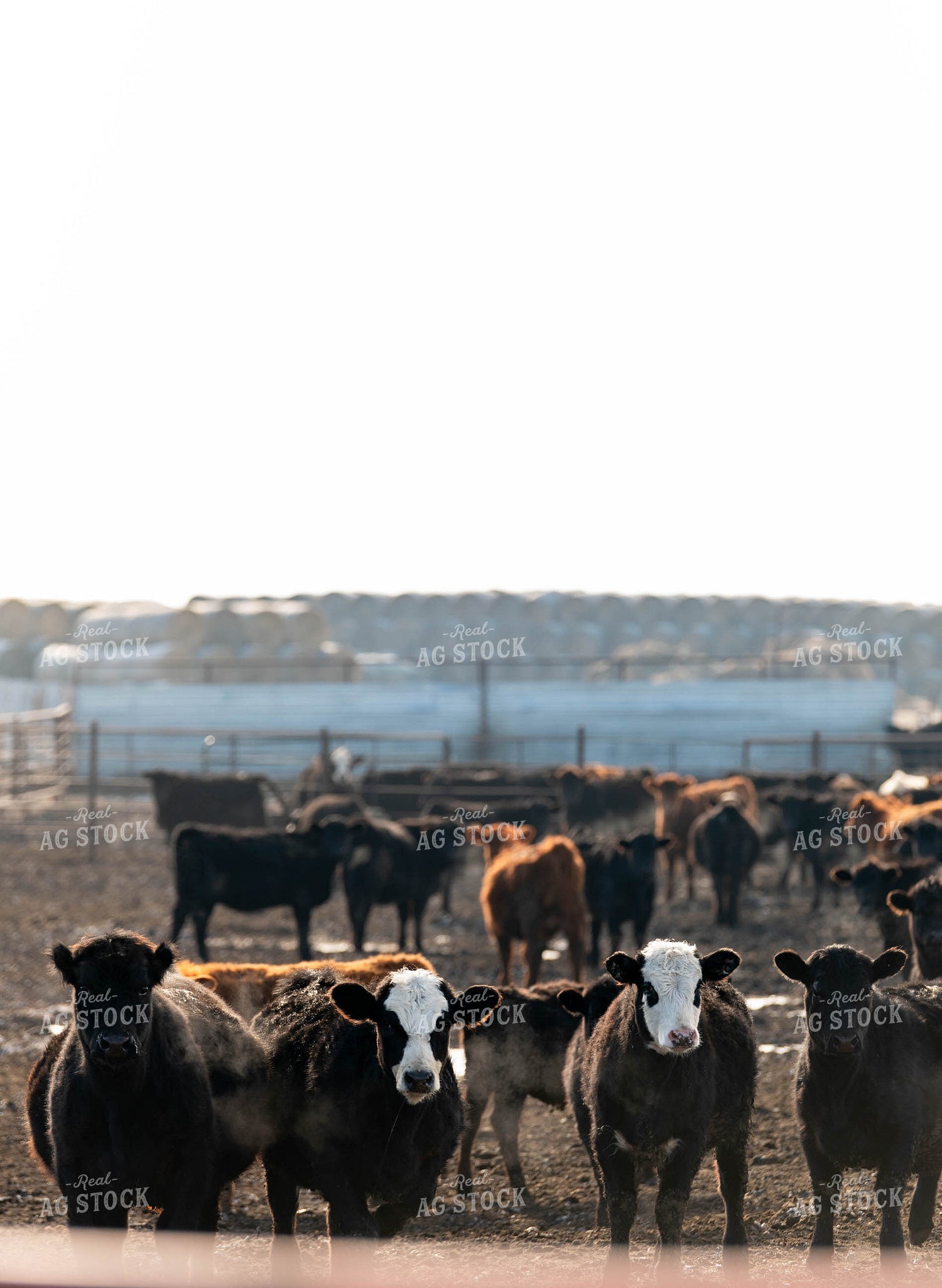 Feedlot 185056