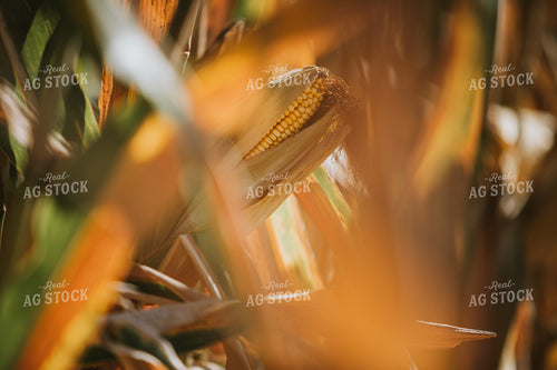 Dried Ear of Corn 4688