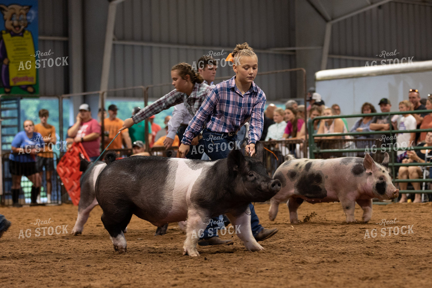 Showing Pigs 52519