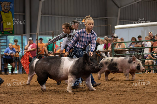 Showing Pigs 52519