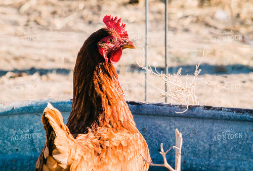 Backyard Chicken 61000