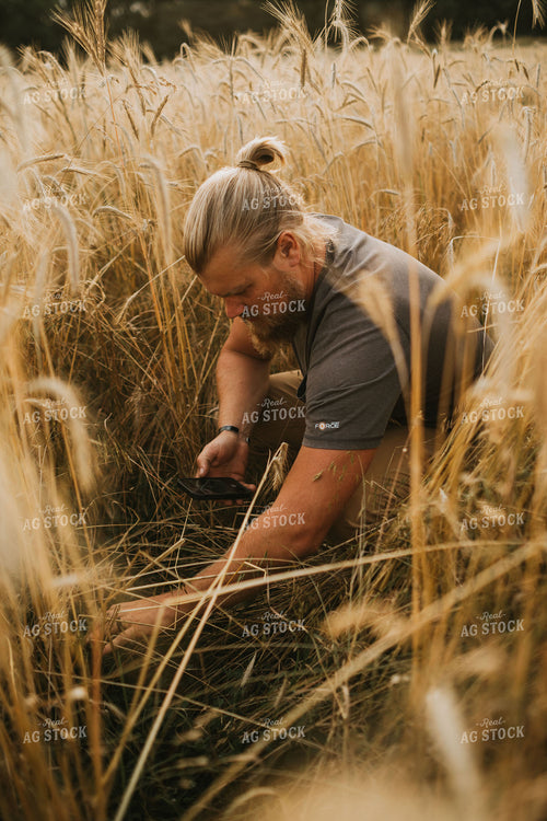 Farmer in Rye Field on Smart Phone 5992