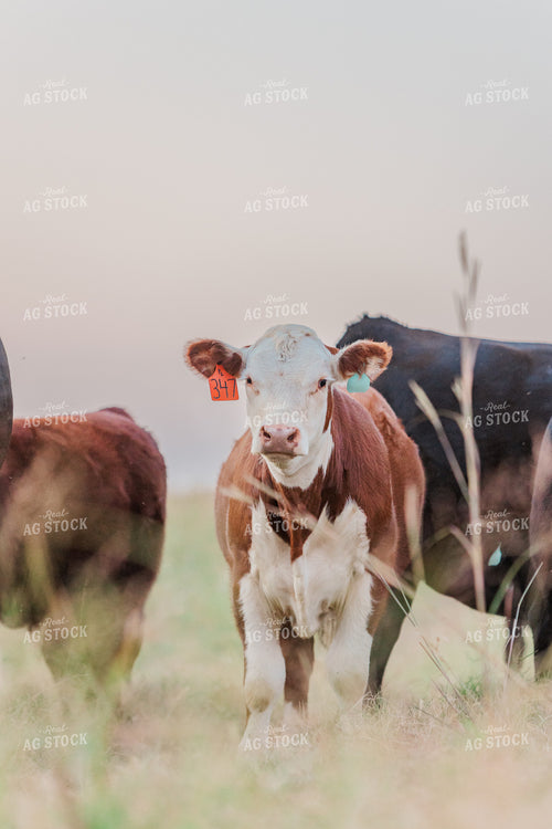 Cattle on Pasture 131043