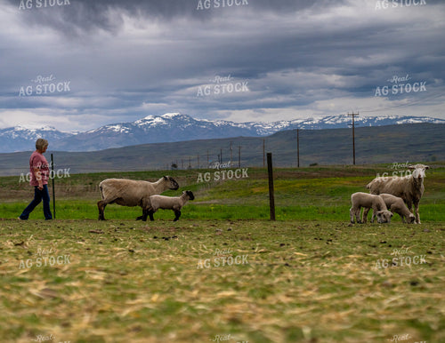 Rural Woman Walking With Sheep and Lambs on a Farm With Mountain Backdrop 65326