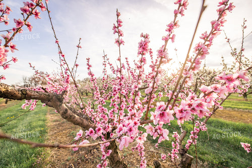 Apple Blossoms 270039