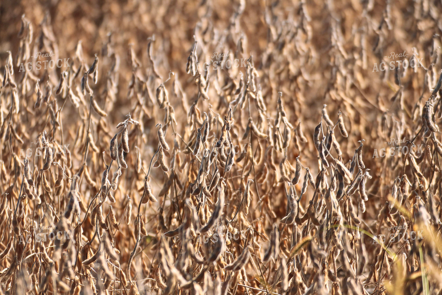 Dried Soybean Field 82357