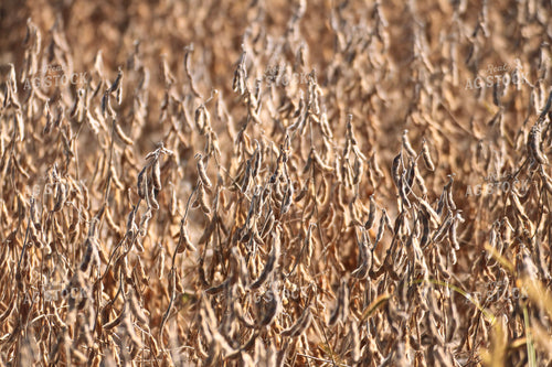 Dried Soybean Field 82357