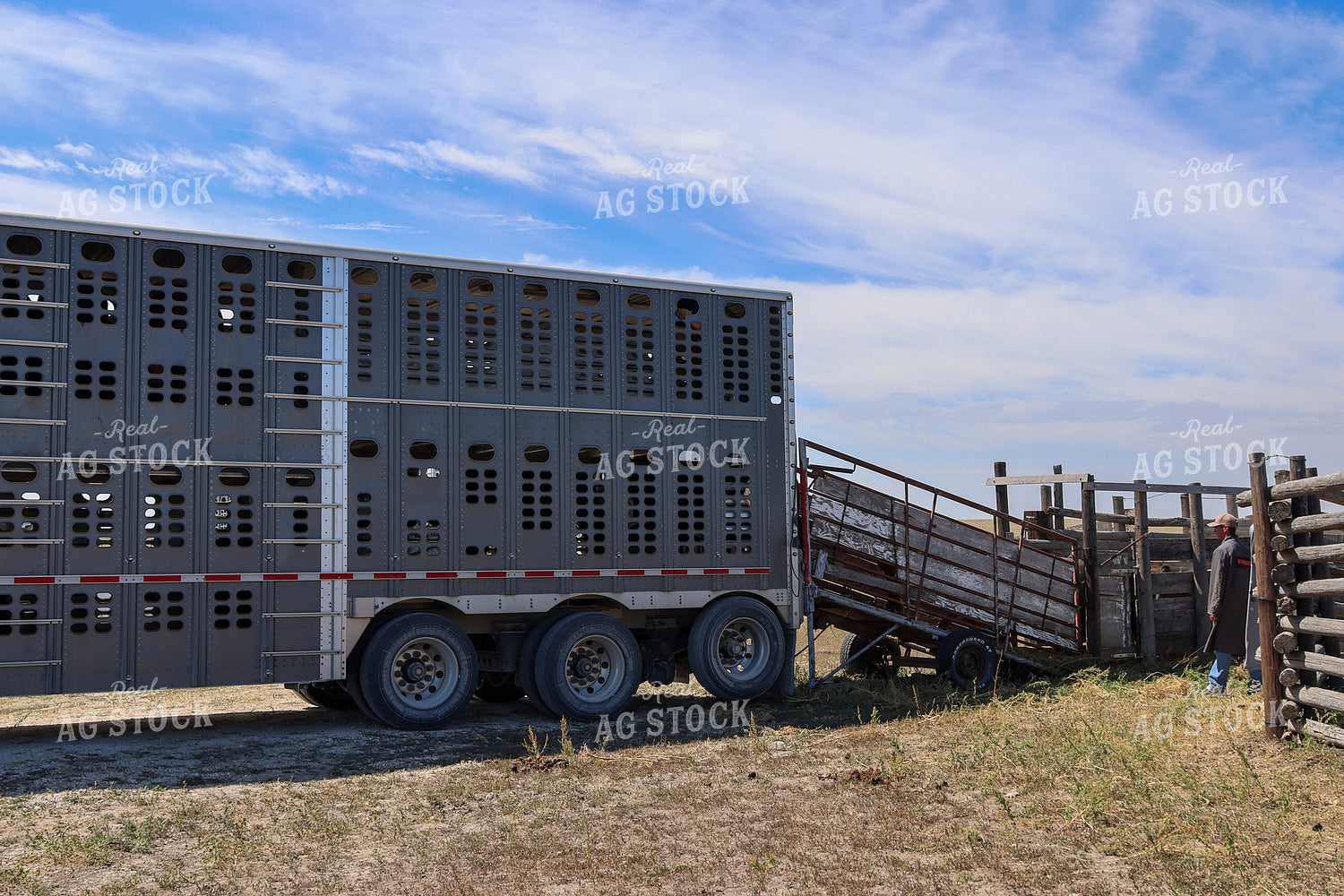 Loading Cattle in Livestock Trailer 261118