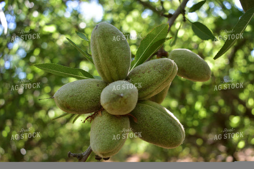 Pecans 144007